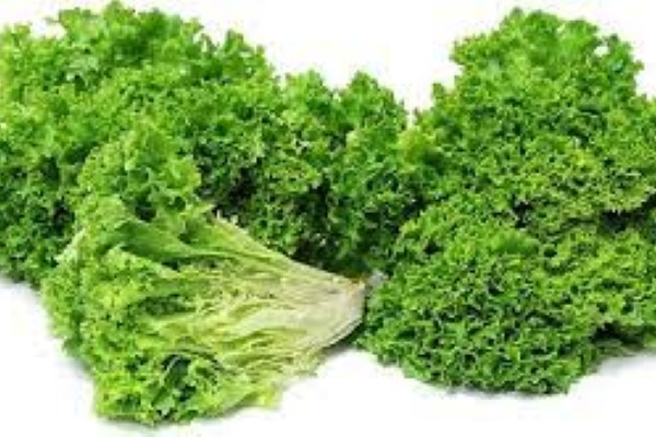 تصویر 2 از خرید و قیمت کاهو فرانسوی سبز + فروش صادراتی